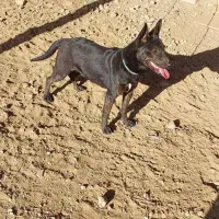 سگ ماده مالینوز ۵ماهه