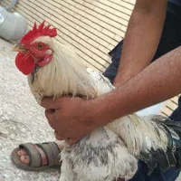 خروس گوشتی خوب