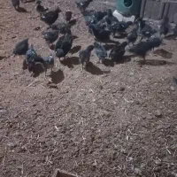 جوجه گلپایگانی