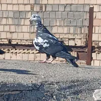 کفتر بیرجند|پرنده|مشهد, شهید قربانی|دیوار