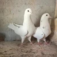 کبوتر پرشی|پرنده|شهریار, فرارت|دیوار