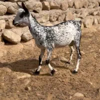 بزغاله آبستن|حیوانات مزرعه|بندر ماهشهر, |دیوار