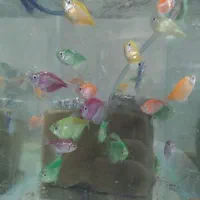 انواع ماهی رنگی لارو تا بالغ و مولد زبرا کالرحلزون