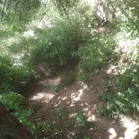 باغ با جوب آب دائم