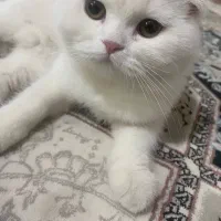 گربه|گربه|زرند, |دیوار
