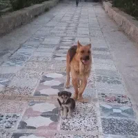 سگ نر و ماده