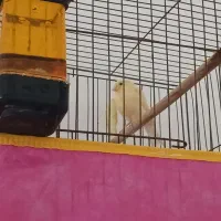 قناری|پرنده|میناب, |دیوار