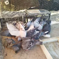 13 عدد کبوتر بفروش می رسد|پرنده|زهک, |دیوار