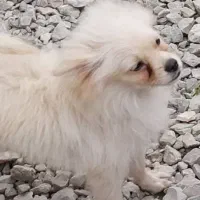 سگ پاکوتاه سمت پل جانبازان به طرف کمربندی گم شدا