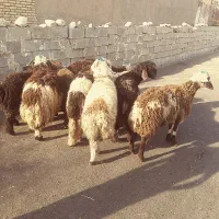 بره بز بیگ میش|حیوانات مزرعه|دزفول, |دیوار