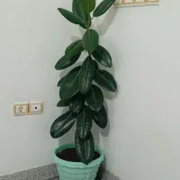 گل فیلگوشی