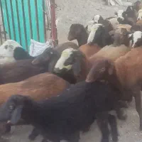 حیوانات بره