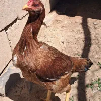 مرغ لاری اصل