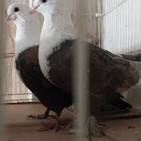 عتیقه|پرنده|مشهد, حجت|دیوار