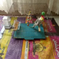 پرنده عروس هلندی