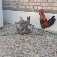 مرغ و خروس عربی سر حال و تخم گذار|پرنده|اهواز, گلدشت|دیوار