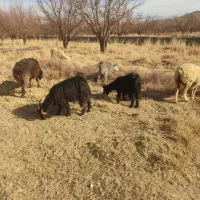 فروش بز و پازن|حیوانات مزرعه|پادنا علیا, |دیوار