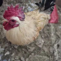 فروش خروس بالغ  و اردک روسی