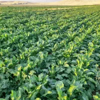 ۳۰هکتار زمین کشاورزی یک تیکه|فروش دفتر صنعتی، کشاورزی، تجاری|ماهیدشت, |دیوار