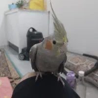 عروس هلندی|پرنده|مشهد, توس (بلوار توس)|دیوار