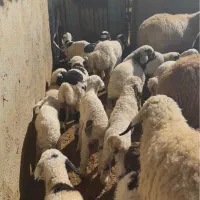 میش بره دار و ابستن