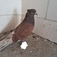 کفتر سرخ کاکلی شب‌گرفته شده خراب کرده