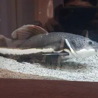 ماهی ردتیل ۳۷ سانت