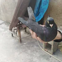 کبوترصرب|پرنده|امیدیه, |دیوار