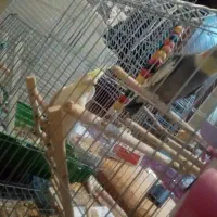 یک جفت عروس هلندی سالم سرحال تخم گذار دستی