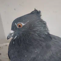 کبوتر دم سفید|پرنده|حمیدیا, |دیوار