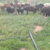 فروش میش بره دار