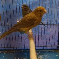 قناری های مست