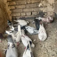 ۱۰عدد کفتر عالی