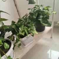 گل خانگی|گل و گیاه طبیعی|بروجرد, |دیوار