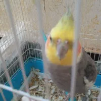 عروس هلندی
