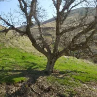 خرید و فروش و بریدن انواع درخت