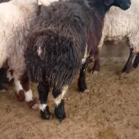 بره نر درجه یک