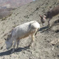 کره خر
