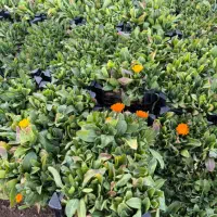 انواع نشا گل جعبه اطلسی