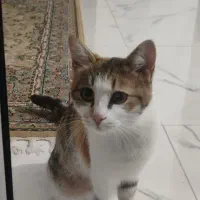 واگزاری گربه خونگی