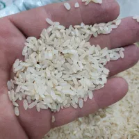 فروش برنج کامفیروزی|خوردنی و آشامیدنی|شیراز, شهرک مهدی‌آباد|دیوار