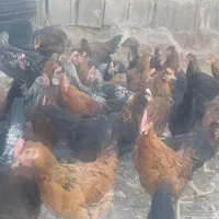 جوجه خروس محلی