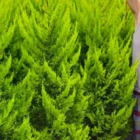 کاج لاوسون ارتفاع ۲متر