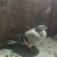 کفتر|پرنده|خواف, |دیوار