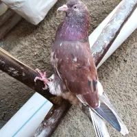 نر و ماده سرور|پرنده|بیستون, |دیوار