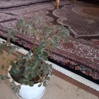 گل نخل بزرگ پر پشت یک میلیون بقیه توافقی|گل مصنوعی|خوی, |دیوار