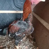 جوجه خروس لاری ۴.۵ ماهه