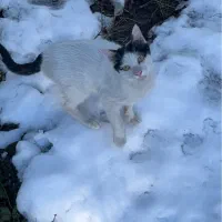 گربه گمشده|حیوانات|رشت, آب و برق|دیوار