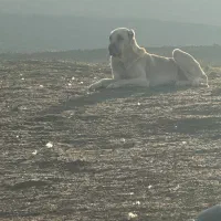 توله سگ سرابی|سگ|بیله سوار, |دیوار