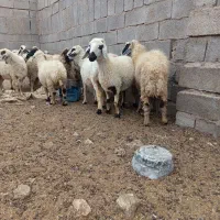 بز میش بره کهره نری قوج نر ماده|حیوانات مزرعه|کرمان, |دیوار